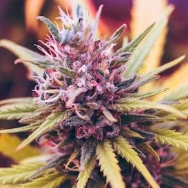 Zelda Therapeutics makes significant progress in medicinal cannabis research programs Zelda Therapeutics makes significant progress in medicinal cannabis research programs